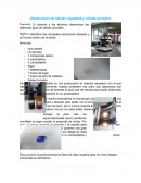 Observación de células vegetales y células animales