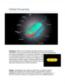 Celula procariota. Citoplasma: Debido a que las células procariotas carecen de compartimentos intracelulares
