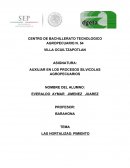 LAS HORTALIZAS: PIMIENTO