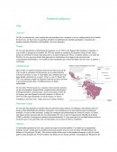 PANDEMIAS ZIKA DENGUE