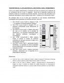 DESCRIPCIÓN DE LA LOCALIZACIÓN DE LA MUTACIÓN A NIVEL CROMOSÓMICO.