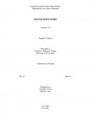 BIOLOGIA SISTEMA RESPITATORIO