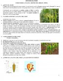 CONOCEMOS LA PLANTA: DEFINICIÓN, ORIGEN, TIPOS.