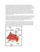 La nariz. Nasofaringitis o resfriado común