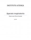 Biología - aparato respiratorio.