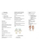 Triptico sistema oseo y tigumentario segundo semestre de prepa