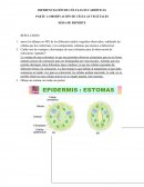 DIFERENCIACIÓN DE CÉLULAS EUCARIÓTICAS