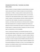 ORGANIZACIÓN ESTRUCTURAL Y FUNCIONAL DEL SISTEMA CIRCULATORIO.