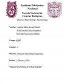 Reporte de práctica de célula vegetal