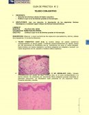 GUÍA DE PRÁCTICA N° 2 TEJIDO CONJUNTIVO