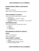 CARA ANTERIOR DE TALLO CEREBRAL BULBO RAQUIDEO (MEDULA OBLONGADA)