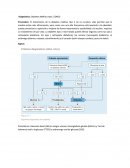 Diagnóstico: Diabetes Mellitus tipo 2 (DM2)