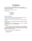 Tejido Epitelial.