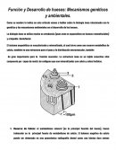 Funcion y desarrollo de los huesos