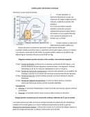 Analis grafico del bombeo ventricular