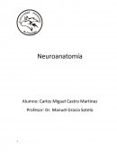 Trabajo de Neuroanatomía.