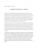 Conservacion de la jirafa