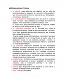 MORFOLOGÍA BACTERIANA.