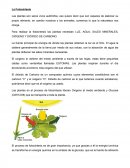 Ensayo - La Fotosíntesis.