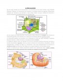 Las Celulas(eucarionte)