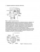 Aparato reproductor masculino del bovino.
