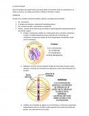 El ciclo celular. INTERFASE