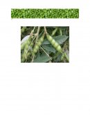 INDAGACION DE LA MATERIA PRIMA QUE SE UTILIZARA