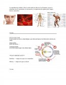 El ciclo celular es como un reloj biológico, que indica las fases en la historia de la vida de una celula.