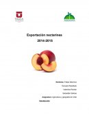 Exportacion de Nectarines.