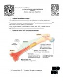 CUESTIONARIO DEL SISTEMA HEMATOPOYETICO