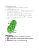 Cloroplasto, estructura y función
