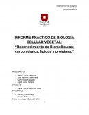 TEMA: Informe práctico biologia celular vegetal.
