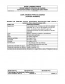 CAFÉ ARABIGO PERCOLADORES (COFFEA ARABICA)