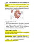 DESCRIBIR LAS SUBESTRUCTURAS DE LOS RIÑONES COMO SE OBSERVAN EN CORTE SAGITAL