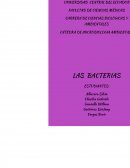 Las bacterias.