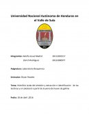 Hidrólisis ácida del almidón y extracción e identificación de las lecitinas y el colesterol a partir de la yema de huevo de gallina