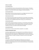 Es la más superficial de la córnea y mide aproximadamente 0,07mm de espesor. Está formada por un conjunto de células dispuestas en varias capas: las más anteriores aplanadas, otras medias poliédricas, y las profundas, de forma cilíndrica, alargadas