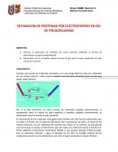 SEPARACION DE PROTEINAS POR ELECTROFORESIS EN GEL DE POLIACRILAMIDA