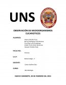 OBSERVACIÓN DE MICROORGANISMOS EUCARIOTICOS
