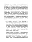 Bacterias. El género Pseudomonas