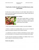 El café verde y el ácido clorogénico