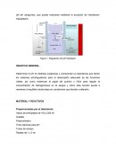 Regulación del pH fisiológico.