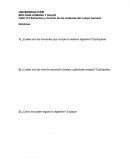 Taller # 4 Estructura y función de los sistemas del cuerpo humano