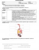 Prueba ciencias sistema digestivo.