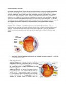 Retina, desprendimiento de retina
