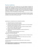 Puertos maritimos. IMPORTANCIA DE LA INFRAESTRUCTURA DE TRANSPORTE EN MÉXICO