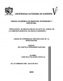 PREVALENCIA DE BRUCELOSIS EN UN HATO DE OVINOS