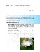 Proyecto: Cultivo de Tilapia Roja en Jaulas