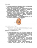Citoplasma.