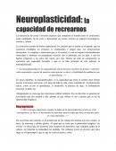 Neuroplasticidad: la capacidad de recrearnos